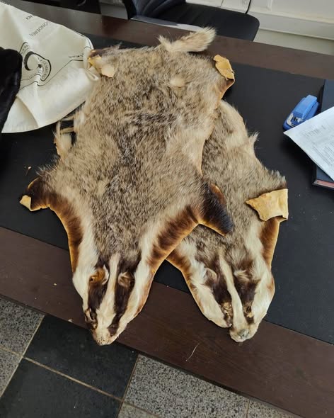 Bursa DKMP, Kaçak Hayvan Postlarına El Koydu