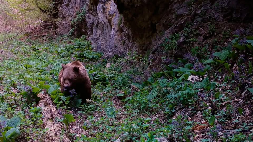 Bursa'da Doğal Yaşam: Fotokapanlarla Yaban Hayatı Gözlemi