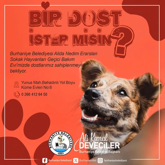 Burhaniye'de Sokak Hayvanları İçin Sevgi Dolu Yuva Bekliyor