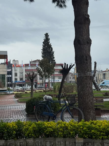 Bandırma'da Milyonluk Merinos Koçun Kuzuları İçin Türkiye Sıraya Girdi
