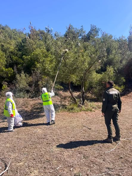 Balıkesir'de Çam Kese Böceği Mücadelesi: Adacık Yöntemi