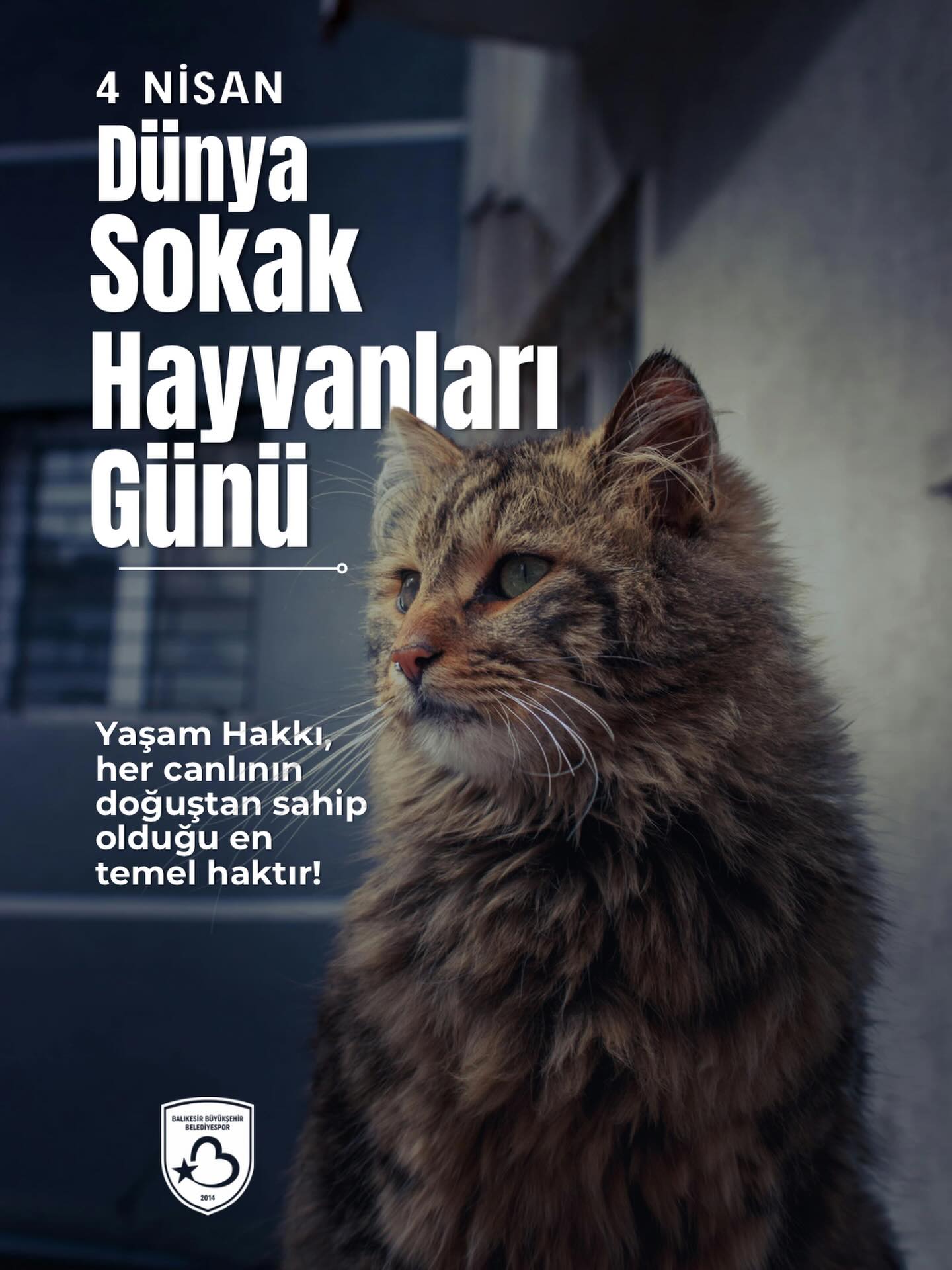 4 Nisan Sokak Hayvanları Koruma Günü: Balıkesir'den Hayvanlar İçin Mesaj