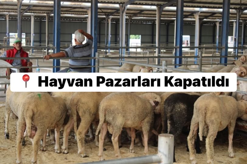 Gönen Hayvan Pazarı ŞAP Hastalığı Nedeniyle Kapatıldı