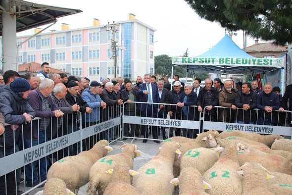 Kepsut'ta Üreticilere 30 Damızlık Koç Dağıtıldı