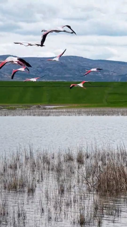 Yozgat'ta Yaban Hayatı Gözlemi: Doğanın Dansı Kameralara Yakalandı