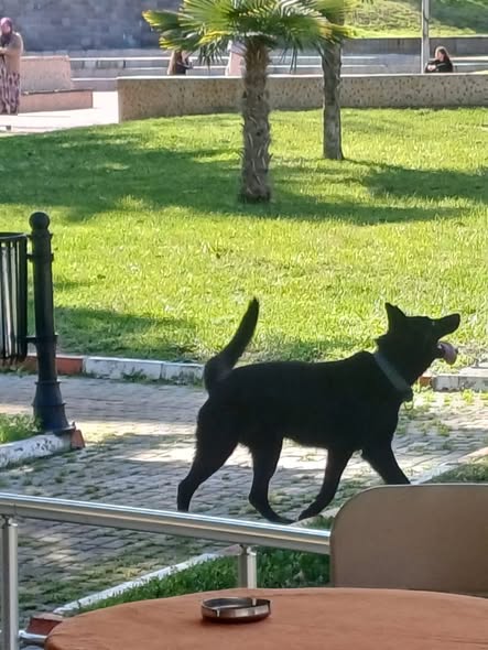 Bigadiç'te Kurt Köpekleri Kayboldu: Sahibi Yardım Arıyor