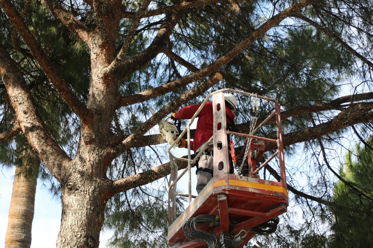 Edremit Belediyesi, Ağaç Bakımında Öncü Rol Oynuyor