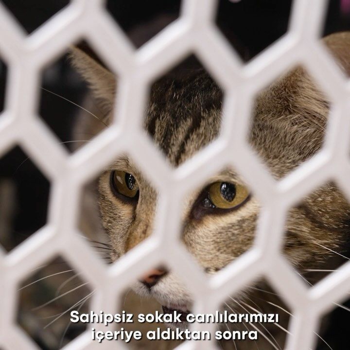 İzmir'de Sokak Hayvanlarına Özel Hizmet: Sağlık Kontrolleri ve Kısırlaştırma