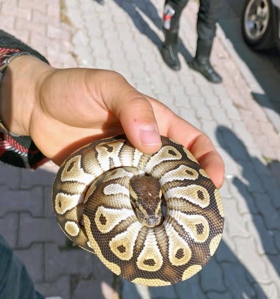 Konya'da Vatandaşın Cebinden Çıkan Piton Yılanına El Konuldu